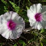 Ipomoea shumardiana 花