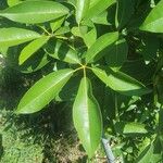 Tabebuia rosea Leaf