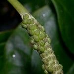 Piper multiplinervium Fruit