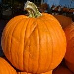 Cucurbita pepo Fruto