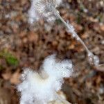 Anemone hupehensis Ffrwyth