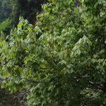 Acer campbellii Lapas