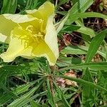 Oenothera macrocarpa Blüte
