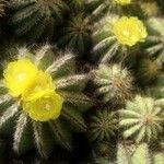 Parodia magnifica Ліст