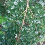 Azara microphylla Blatt