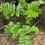 Sorbus americana Lapas