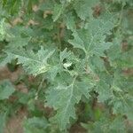 Atriplex tatarica 葉