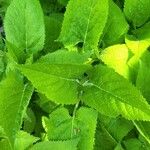 Salvia glutinosa 葉