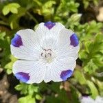 Nemophila maculata Flower