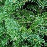 Abies lasiocarpa Likasa