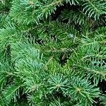 Abies lasiocarpa Листок