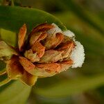 Rhododendron × geraldii Flower