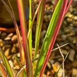 Imperata cylindrica Leaf