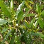 Myoporum tenuifolium ᱥᱟᱠᱟᱢ