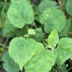 Sida cordata পাতা