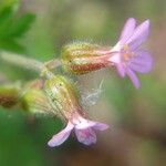 Geranium purpureumFloro