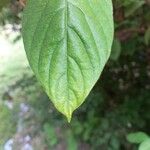 Mussaenda philippica Leaf