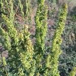 Rumex longifoliusFruit