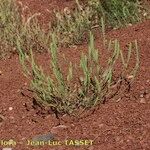 Crucianella angustifolia Costuma