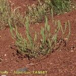 Crucianella angustifolia عادت