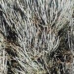 Ephedra intermedia Blad