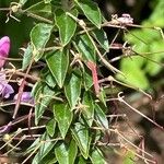 Cleome houtteana Leaf