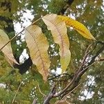 Carya illinoinensis Fulla