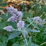 Mentha longifoliaFlower