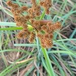 Cyperus ligularis Blüte