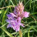 Dactylorhiza fuchsii Fula
