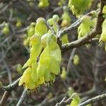 Corylopsis spicataFlor