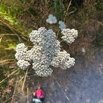 Achillea ligusticaBlomst