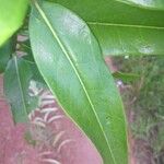 Ocotea guianensis Feuille