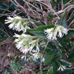 Sarcococca ruscifolia Blomst