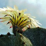 Astrophytum myriostigma फूल