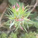 Trifolium stellatum Žiedas
