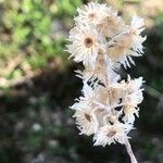 Helichrysum stoechas Bloem