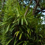 Aerides rosea Hoja