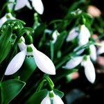 Galanthus nivalisFlor