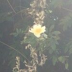Rosa bracteata Blomma