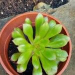 Aeonium castello-paivae Blad