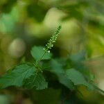 Aloysia virgata Kwiat