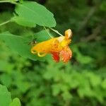 Impatiens capensis Flower