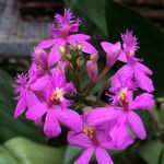 Epidendrum ibaguense Квітка