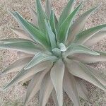 Agave weberi Yaprak