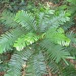 Phyllanthus mimosoides موطن