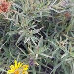 Inula ensifolia Hoja
