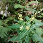 Senecio cacaliaster ফুল