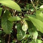 Antidesma laciniatum Хабит