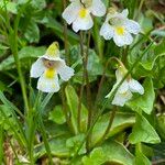 Pinguicula alpina Kwiat